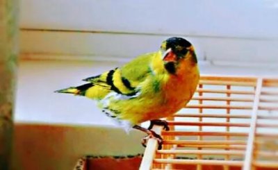 ​黄雀～羽毛鲜丽，姿态优美，并且有委婉动听的歌声。