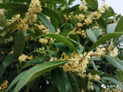 ​登陆我国的叫台风，登陆美国的叫飓风，为何叫法不同？两者谁更强