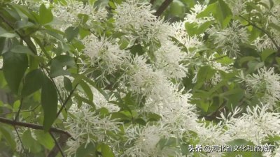 ​微游河北｜石家庄秀水公园流苏盛开