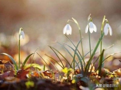 ​白羊座和天蝎座，白羊座—天蝎座配对分析