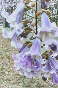 ​桐树花吃货你试过吗？做凉菜第一次尝试，味道会让你难忘的食材