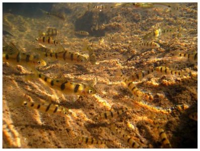 ​【光唇鱼-鲜为人知的原生观赏鱼】