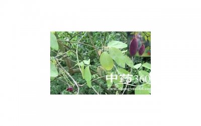 ​黑豆的功效与作用及食用禁忌（黑豆的功效与作用图片）