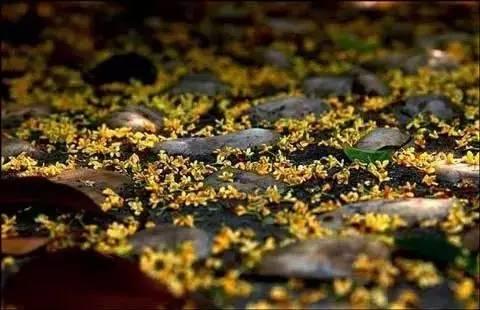 桂花香宜人旅游攻略（常州及周边赏桂全攻略）(4)