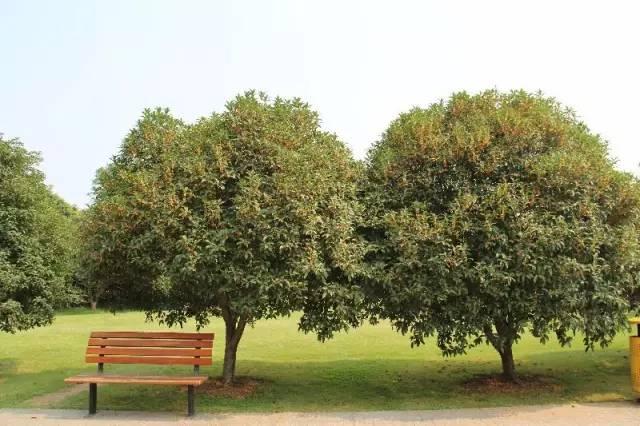 桂花香宜人旅游攻略（常州及周边赏桂全攻略）(2)