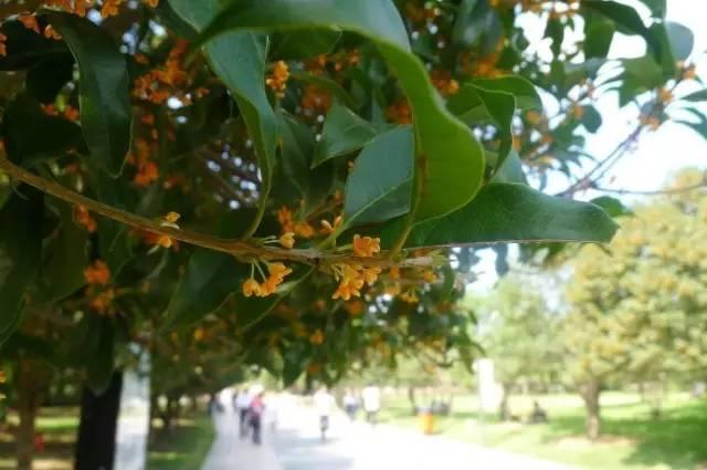 桂花香宜人旅游攻略（常州及周边赏桂全攻略）(12)