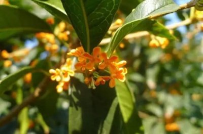 ​桂花香宜人旅游攻略（常州及周边赏桂全攻略）