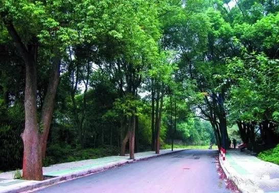 桂花香宜人旅游攻略（常州及周边赏桂全攻略）(10)