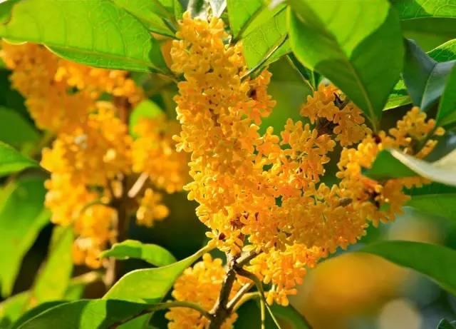 桂花香宜人旅游攻略（常州及周边赏桂全攻略）(7)