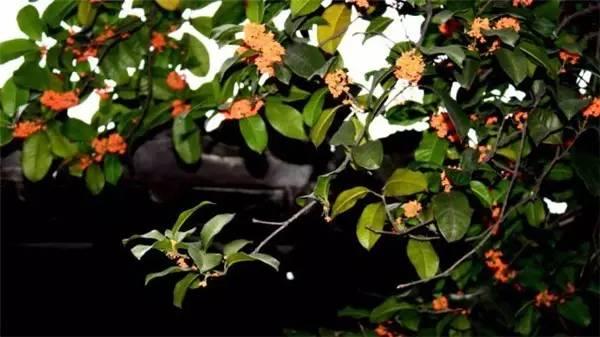 桂花香宜人旅游攻略（常州及周边赏桂全攻略）(13)