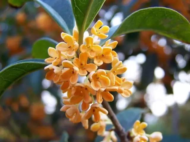 桂花香宜人旅游攻略（常州及周边赏桂全攻略）(3)