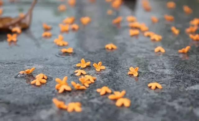 桂花香宜人旅游攻略（常州及周边赏桂全攻略）(6)