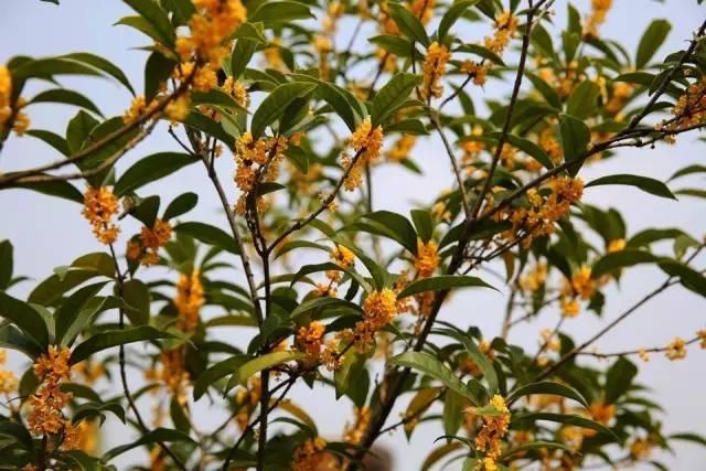 桂花香宜人旅游攻略（常州及周边赏桂全攻略）(16)