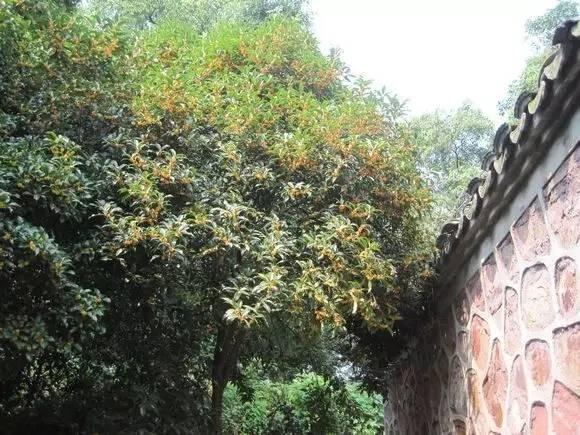 桂花香宜人旅游攻略（常州及周边赏桂全攻略）(17)