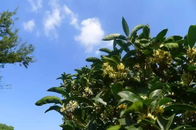 桂花香宜人旅游攻略（常州及周边赏桂全攻略）(8)