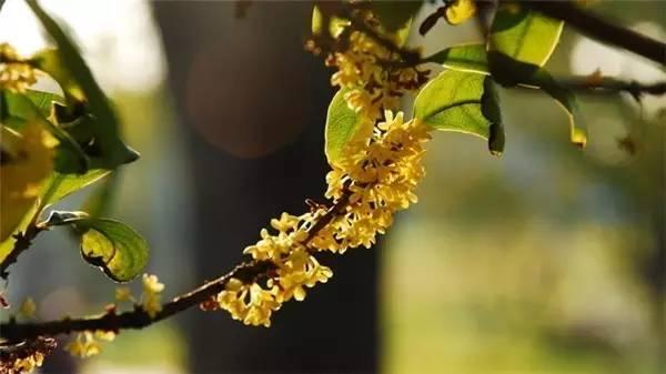 桂花香宜人旅游攻略（常州及周边赏桂全攻略）(11)