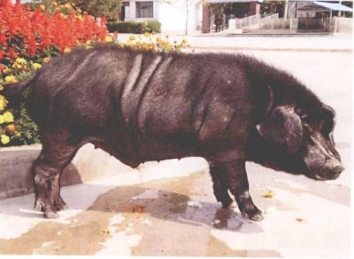 ​东北名猪——民猪