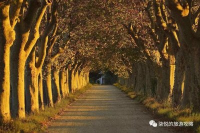 ​那年他在南京街头种满了梧桐 只因为她喜欢