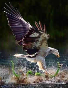 ​蛇的天敌有哪些动物(海蛇的天敌是什么动物)