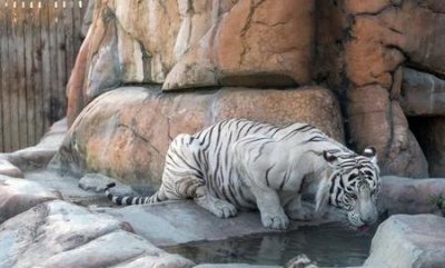 ​老虎和哪个生肖不合(父子两人属虎)