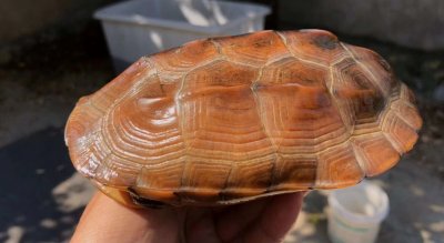 ​乌龟壳的构造解析