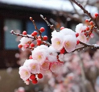 ​【苏武】冬日抒怀