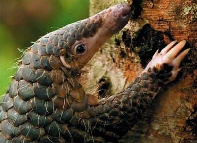 ​穿山甲是几级保护动物？穿山甲的生活习性是怎样的？