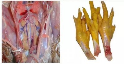 ​各鸡场注意！近期的“安卡拉”—腺病毒，极易吞噬鸡场利润