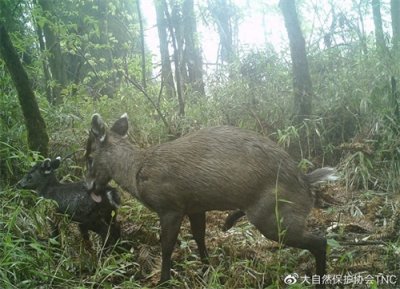 ​小科普 | 毛冠鹿：我不是单纯的“腼腆害羞”