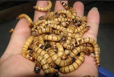 ​昆虫养殖新秀—大麦虫（高蛋白虫）