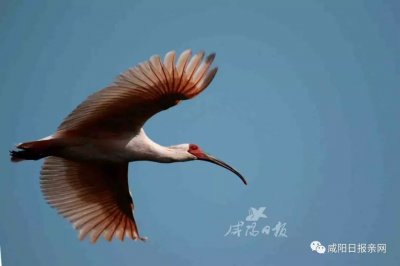 ​漂亮！“国宝”朱鹮再现咸阳