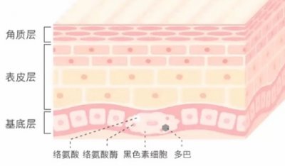 ​护肤成分大分析—熊果苷真的可以美白祛斑吗？