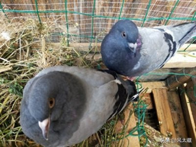 ​瓦灰鸽子