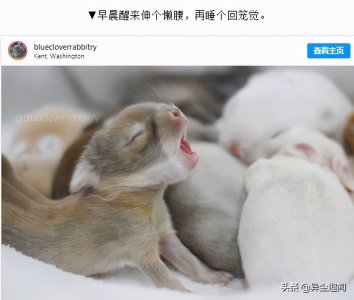 ​23张最可爱的兔宝宝照，2只耳朵飞起来