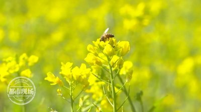 ​“中国最美乡村”婺源：油菜花已经开了！将进入最佳赏花期