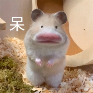 ​聊天必备可爱搞笑表情包 | 万能