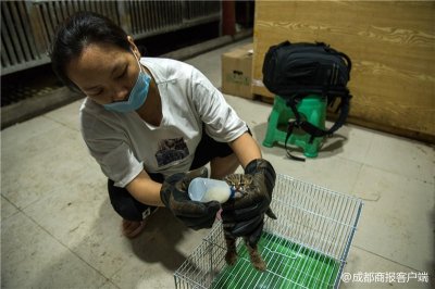 ​泸州村民山上发现“小可爱” 捡回去才知道是小豹猫