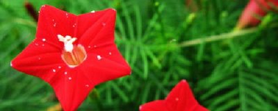 ​盆栽茑萝种植有哪些技巧