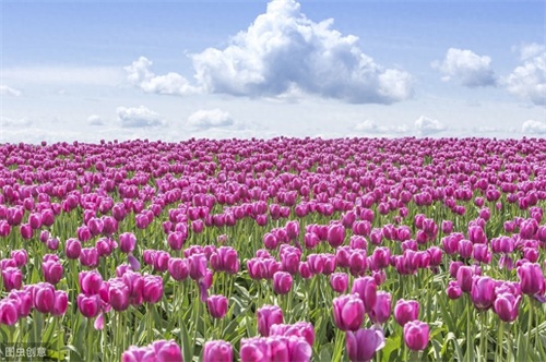 憋了好几个月的宝宝们五一假期去哪玩？下面这几个去处很好