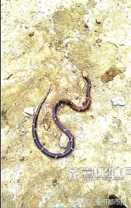 ​贵州农村再现“白头怪蛇”，各位网友你们见过么？