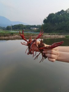 ​小龙虾的来历和做法