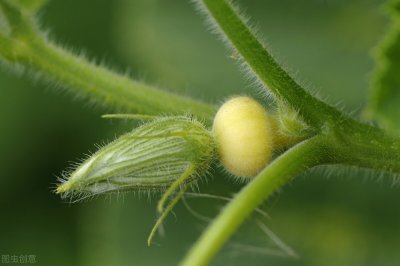 ​餐桌上的开胃菜—南瓜藤，有一定药食两用价值，常吃它有哪些好处