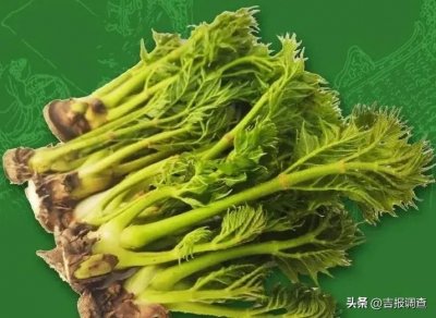 ​辉南县杉松岗镇杉大炉村棚室种植的刺嫩芽成为年货“新宠”