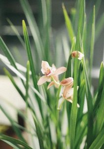 ​兰花的香味与毒性：揭开迷思，兰花能放在卧室吗?