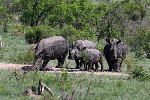实拍三地白犀牛（动物园、东非、南非）