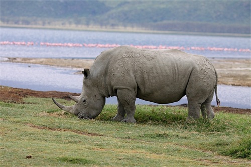 实拍三地白犀牛（动物园、东非、南非）