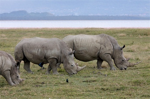 实拍三地白犀牛（动物园、东非、南非）
