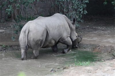 ​实拍三地白犀牛（动物园、东非、南非）