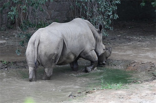 实拍三地白犀牛（动物园、东非、南非）