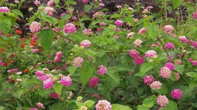 ​农村常见的五色花，闻着臭，但是用处可不小，价值很高!